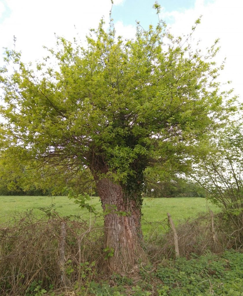 An overpruned oak springs back to life