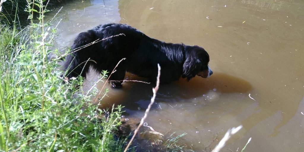 Mao drinking pond water