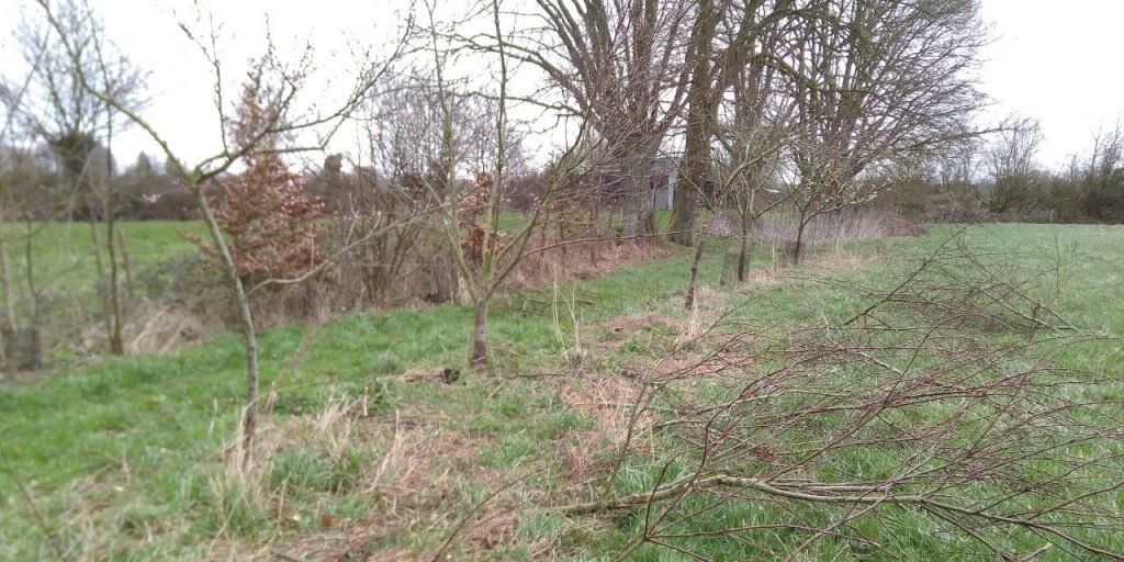 Pruning the peach trees